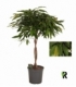 Ficus