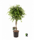 Ficus