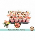 Poinsettia