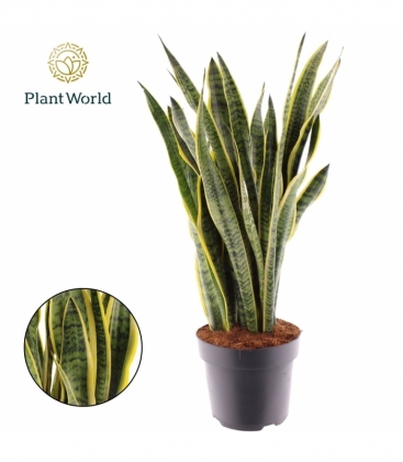 Sansevieria