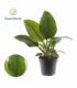 Philodendron