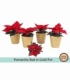 Poinsettia