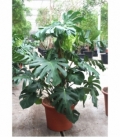Monstera