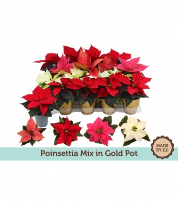 Poinsettia