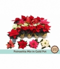 Poinsettia