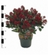 Skimmia