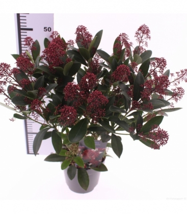 Skimmia
