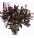 Skimmia