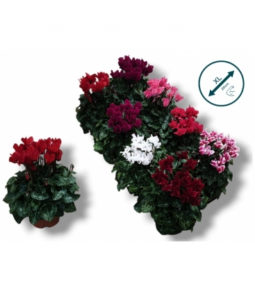 Cyclamen