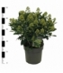Skimmia