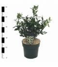 Sarcococca