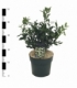 Sarcococca