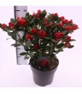 Skimmia