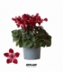 Cyclamen