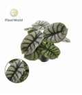 Alocasia