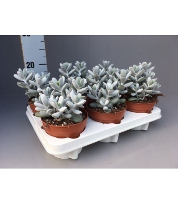 Cotyledon