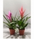 Tillandsia
