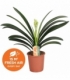 Clivia