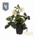 Helleborus