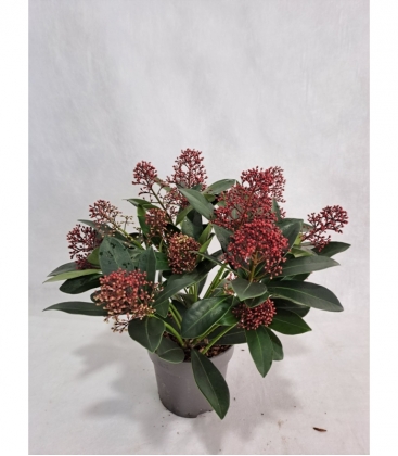Skimmia