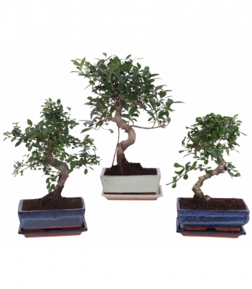 Bonsai
