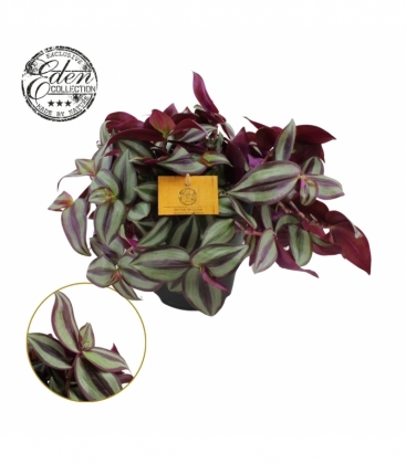 Tradescantia