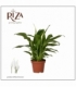 Spathiphyllum