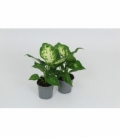 Dieffenbachia