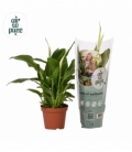 Spathiphyllum