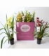 Cymbidium