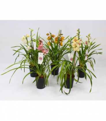Cymbidium
