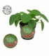 Pilea