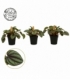 Peperomia