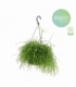 Rhipsalis