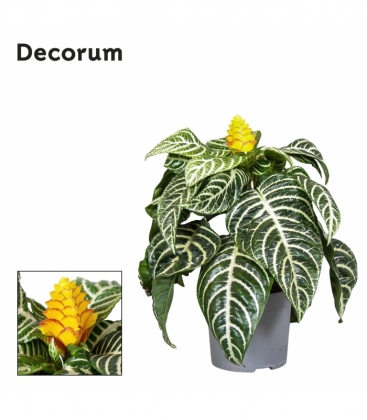 Aphelandra