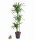 Dracaena