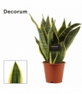 Sansevieria