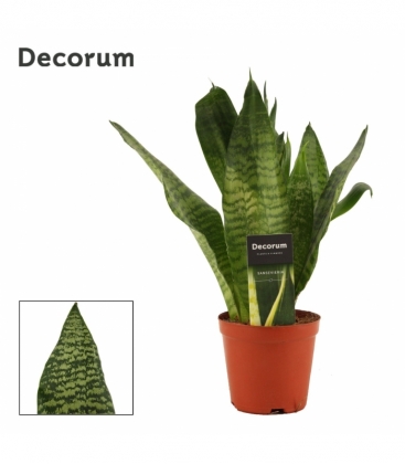 Sansevieria