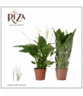 Spathiphyllum