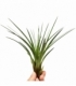 Tillandsia