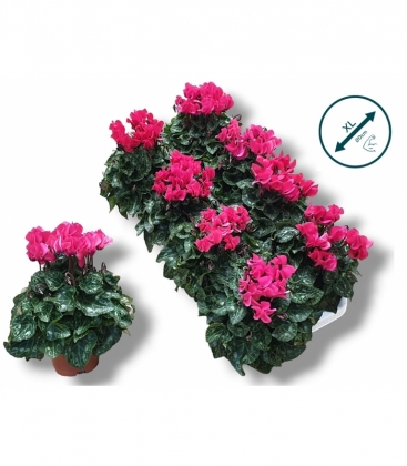 Cyclamen