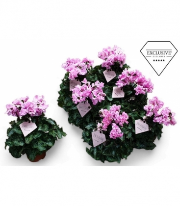 Cyclamen