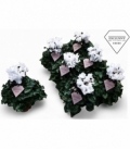 Cyclamen