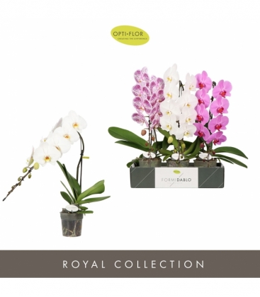Phalaenopsis