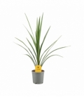 Cordyline