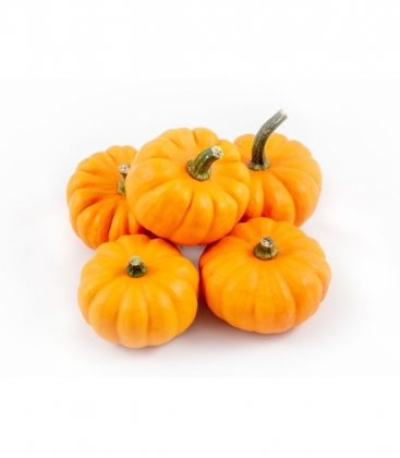 Cucurbita
