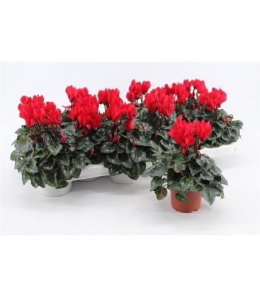 Cyclamen