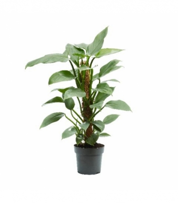 Philodendron
