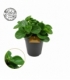 Peperomia
