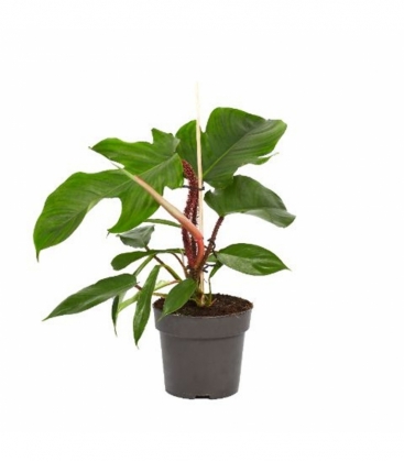 Philodendron
